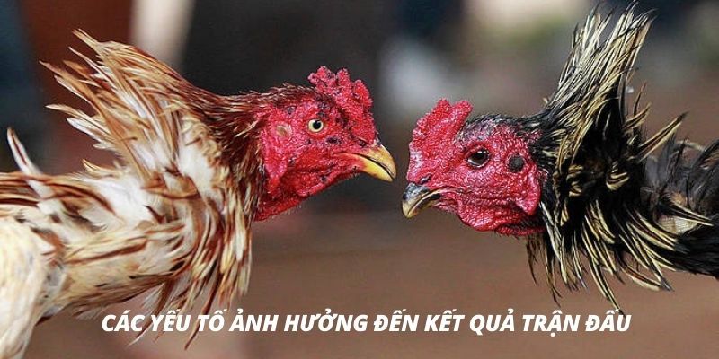 Tìm hiểu về các yếu tố để tăng khả năng thắng cược